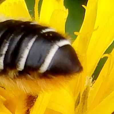 Megachile sp.